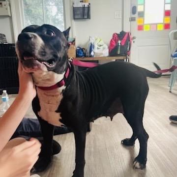 Mary (Reduced Rover), a Adoptable Pit Bull Terrier in New Orleans, LA image 2/5