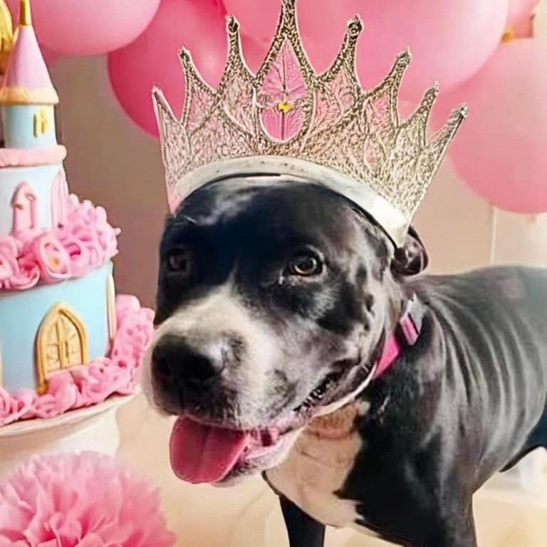 Mary (Reduced Rover), a Adoptable Pit Bull Terrier in New Orleans, LA image 3/5