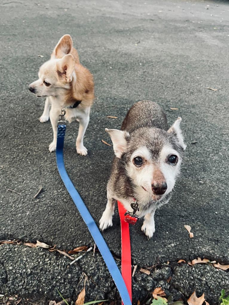 Larry, Adoptable, Senior Male Chihuahua & Mixed Breed.