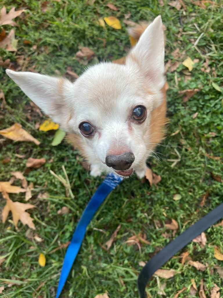 Enlarge Larry, a Adoptable mixed breed in New York, NY image 3/6