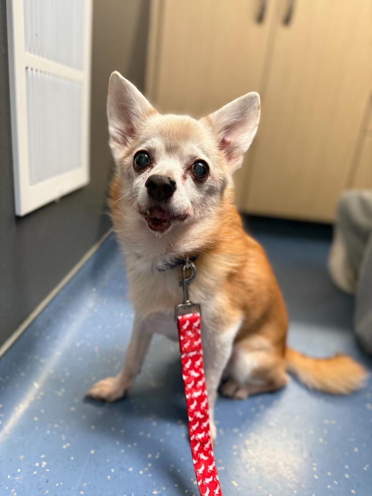 Enlarge Larry, a Adoptable mixed breed in New York, NY image 4/6