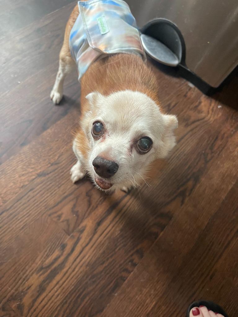 Larry, a Adoptable mixed breed in New York, NY image 4/6