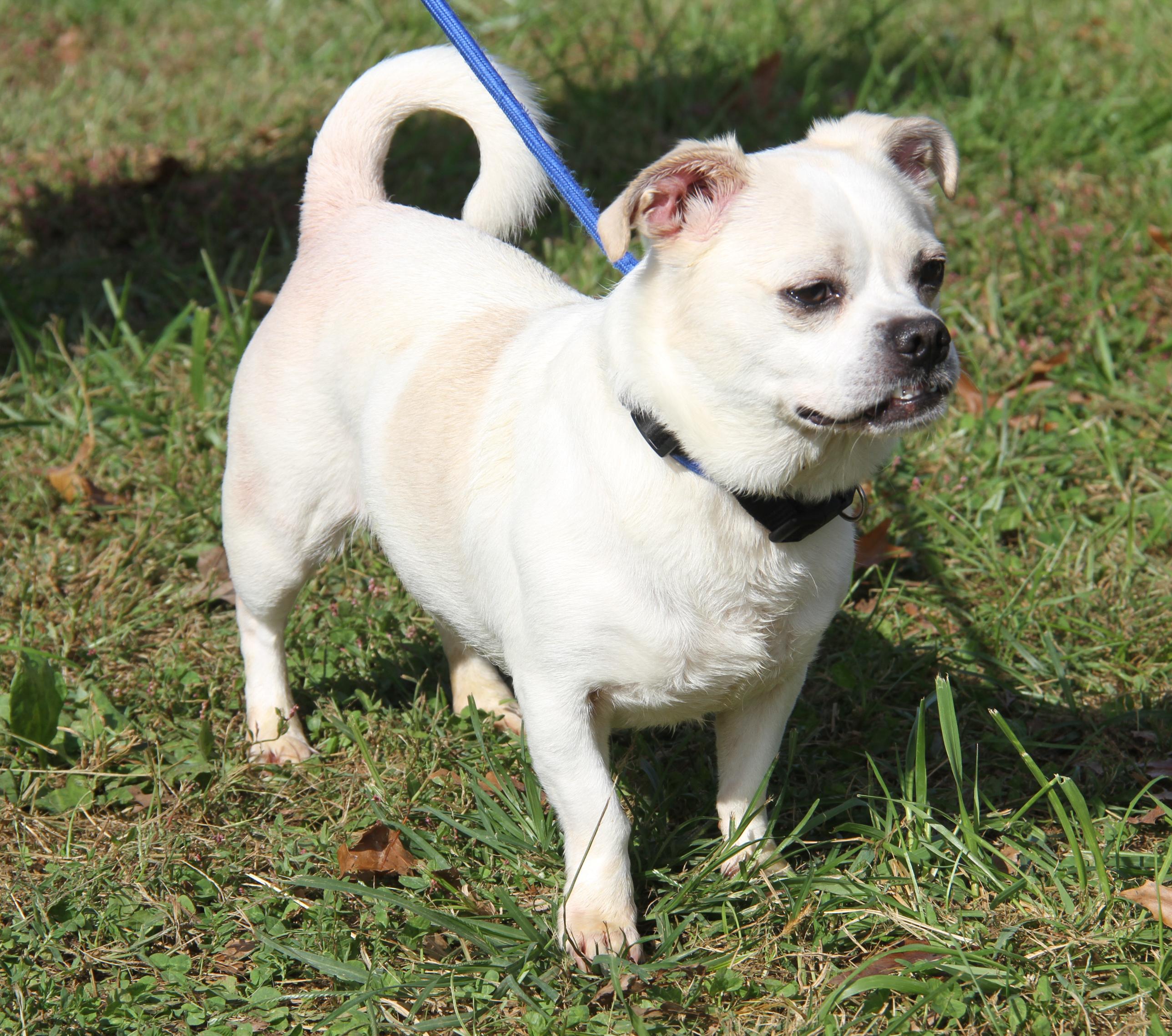 Enlarge Loki & Freya (Neutered/Spayed) (Photos October 4th 2026), a Adoptable mixed breed in Marietta, OH image 3/4