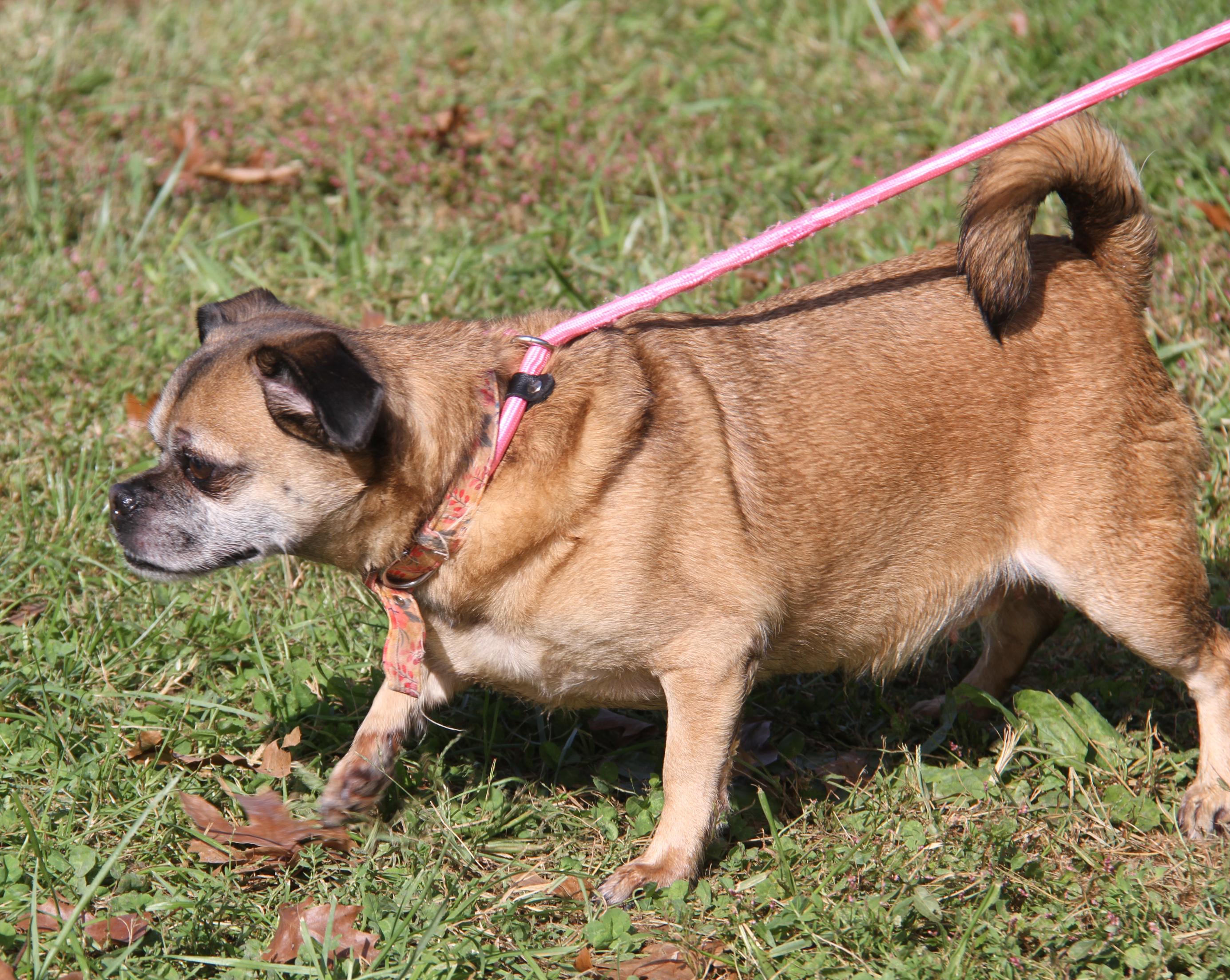 Enlarge Loki & Freya (Neutered/Spayed) (Photos October 4th 2026), a Adoptable mixed breed in Marietta, OH image 4/4