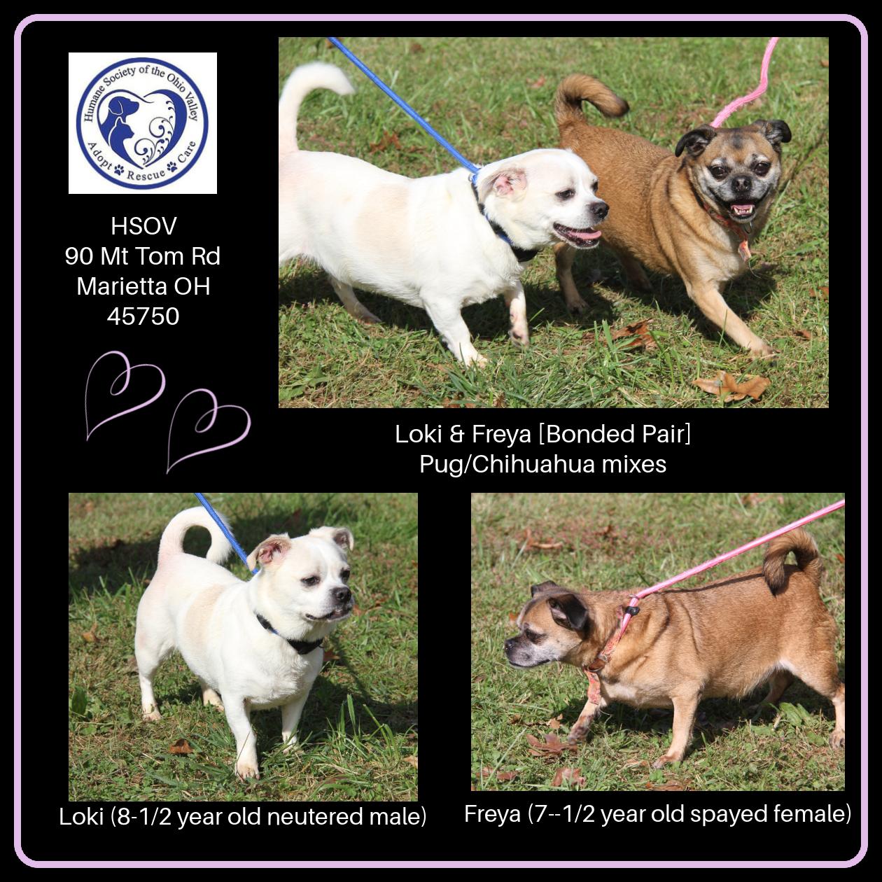 Loki & Freya (Neutered/Spayed) (Photos October 4th 2026), Adoptable, Adult Male Chihuahua & Pug.