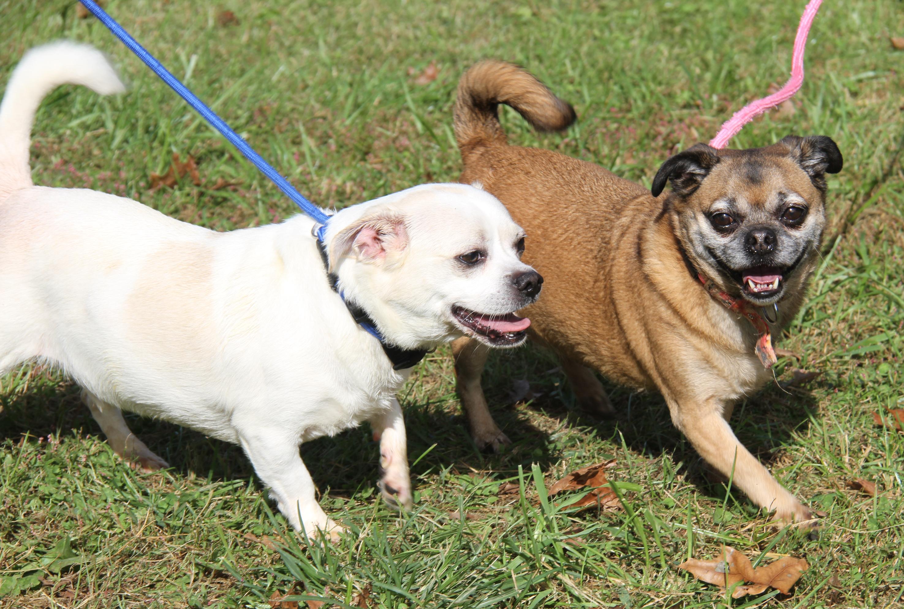 Enlarge Loki & Freya (Neutered/Spayed) (Photos October 4th 2026), a Adoptable mixed breed in Marietta, OH image 2/4