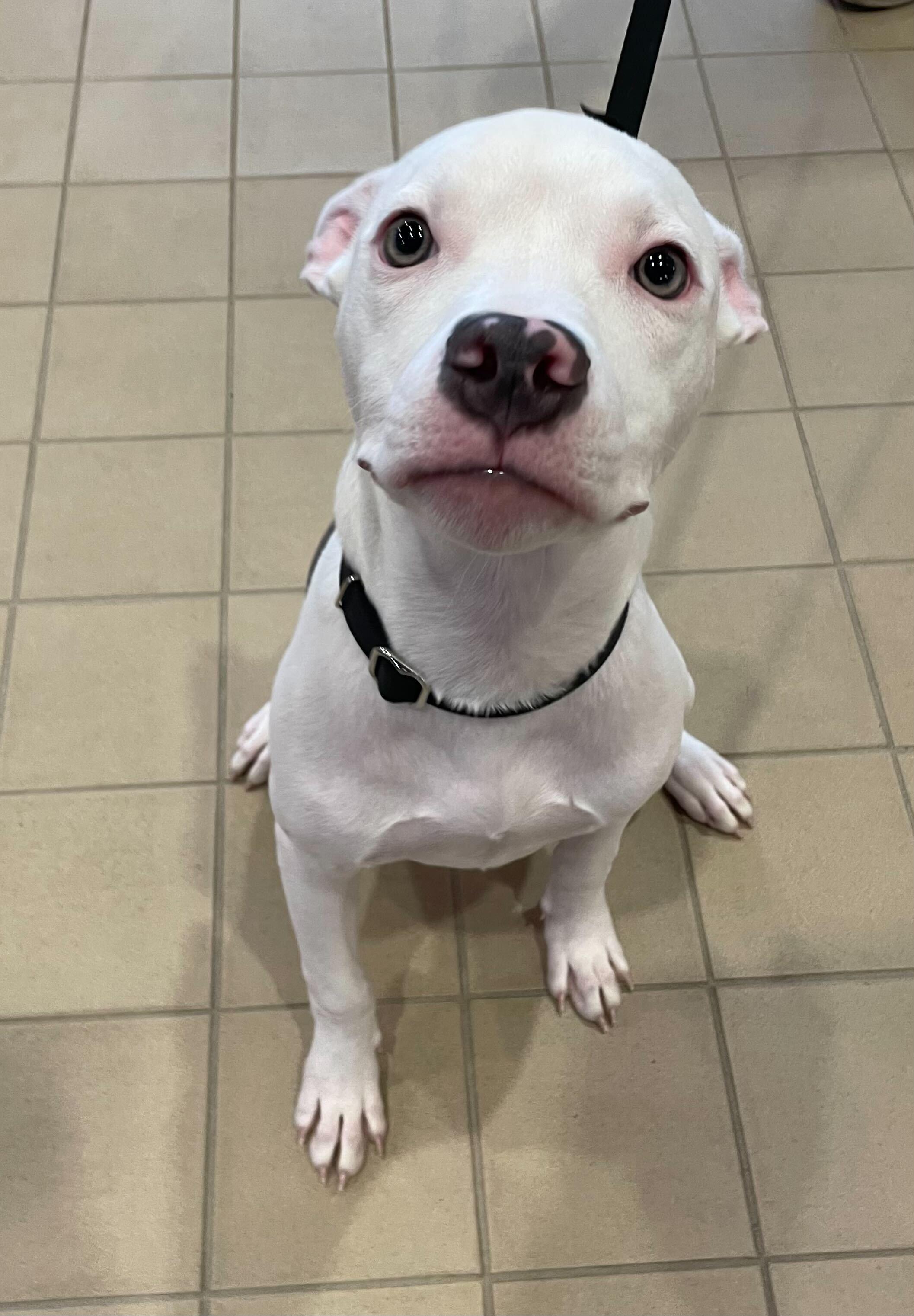 Stephanie, a Adoptable Mixed Breed in Jackson, MI image 2/5