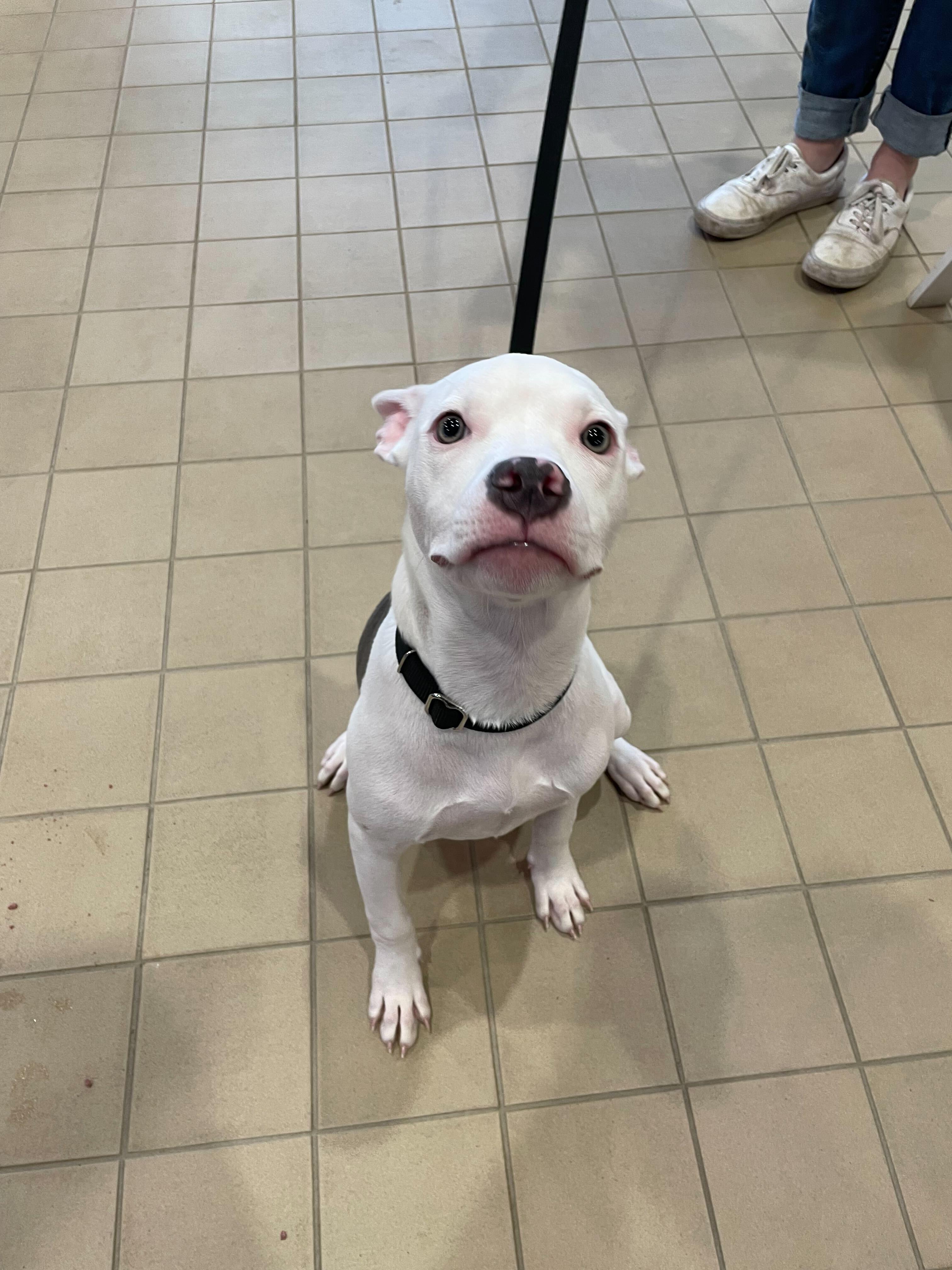 Stephanie, a Adoptable Mixed Breed in Jackson, MI image 3/5