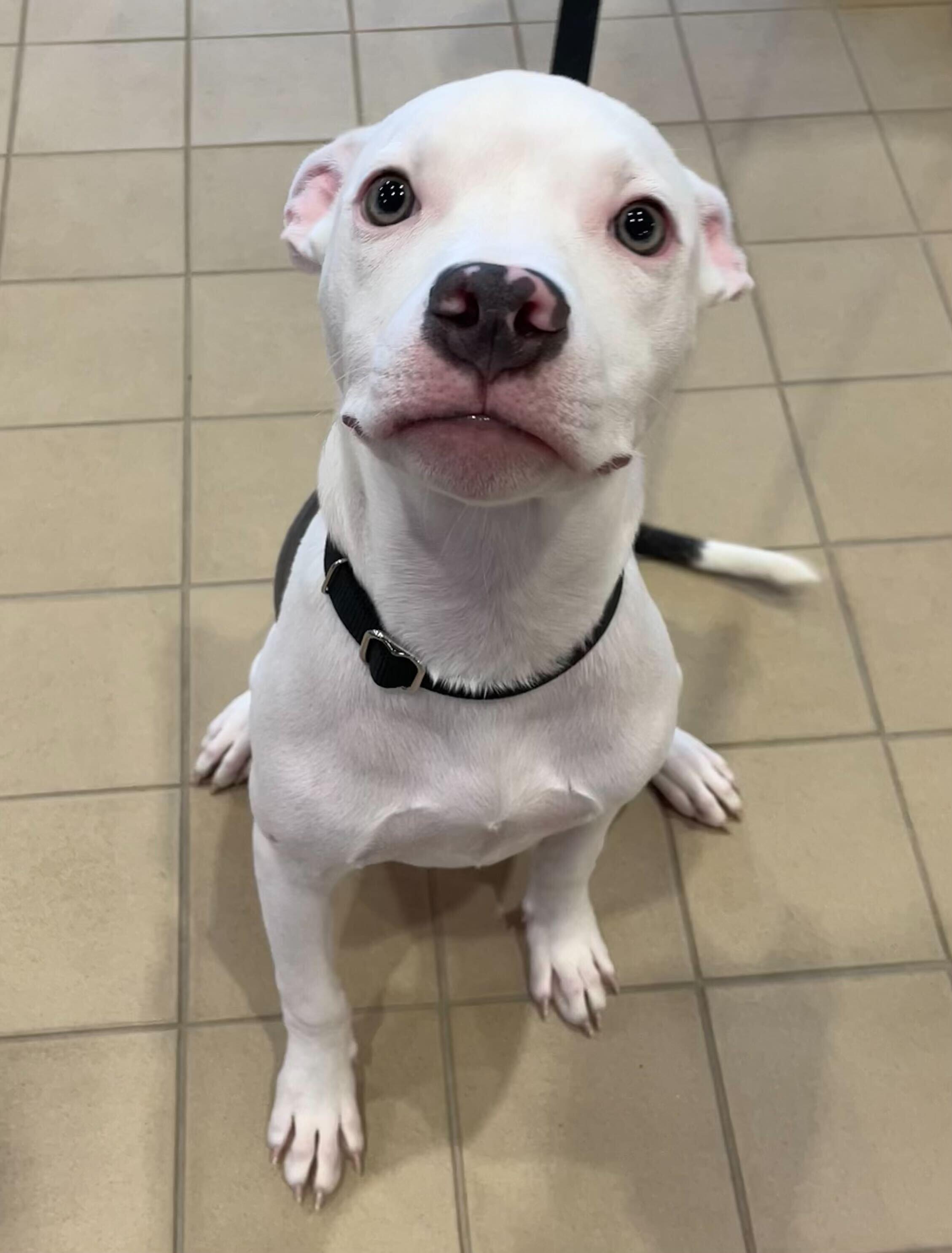 Stephanie, a Adoptable Mixed Breed in Jackson, MI image 4/5