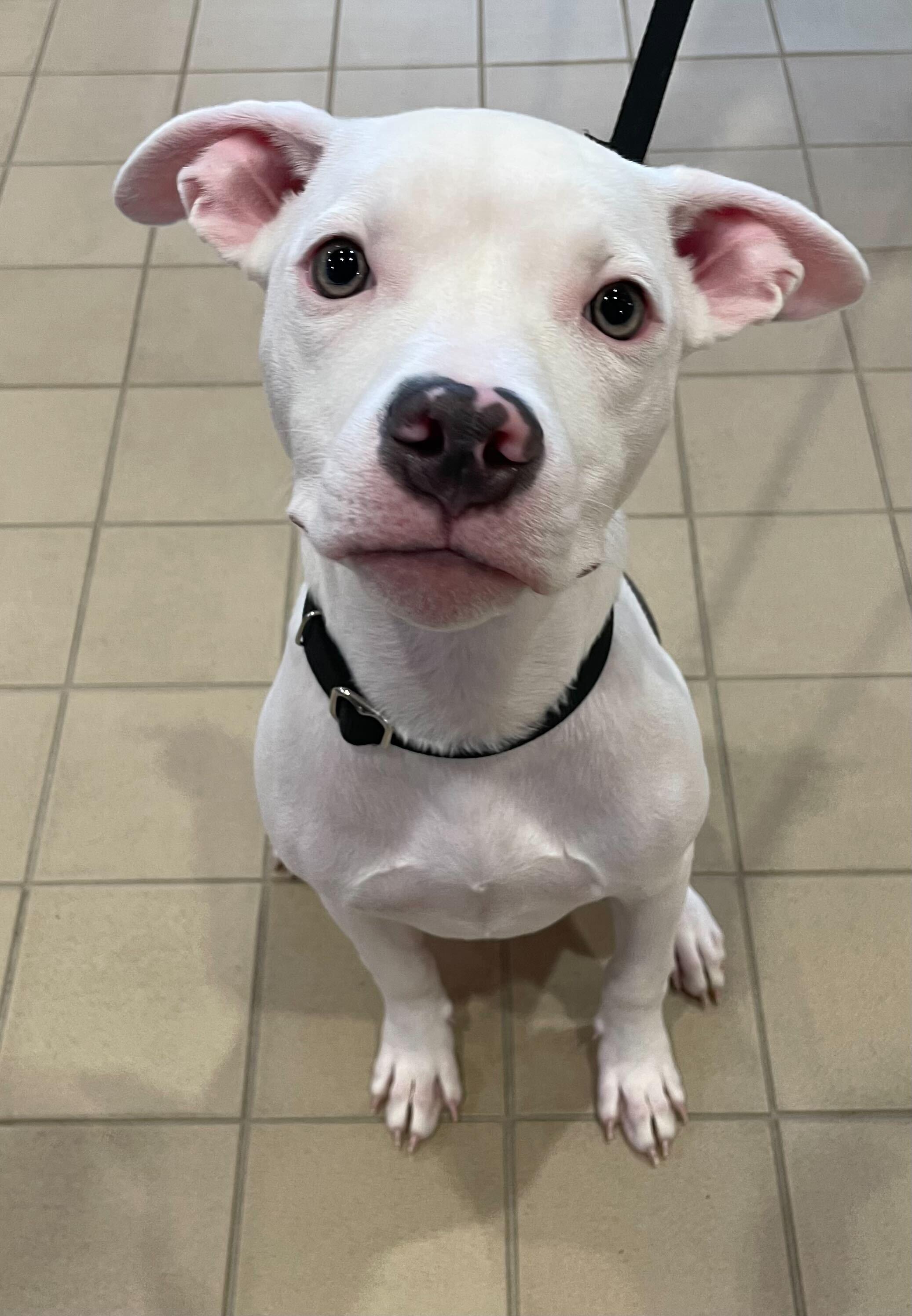 Stephanie, Adoptable, Young Female Mixed Breed.