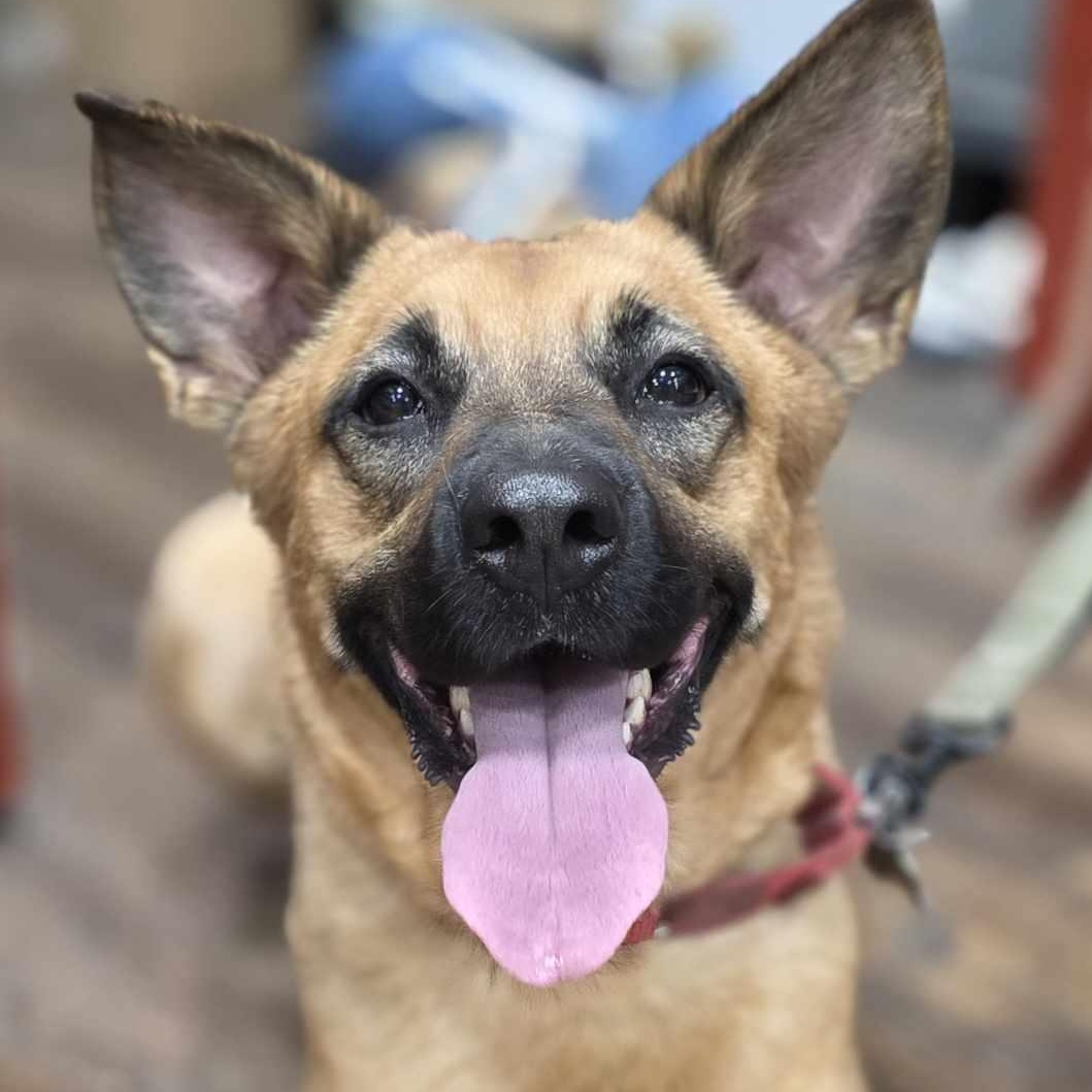 Enlarge Krissy, a Adoptable mixed breed in Greeneville, TN image 6/6