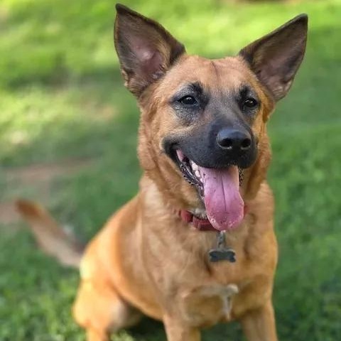 Krissy, Adoptable, Adult Female German Shepherd Dog.