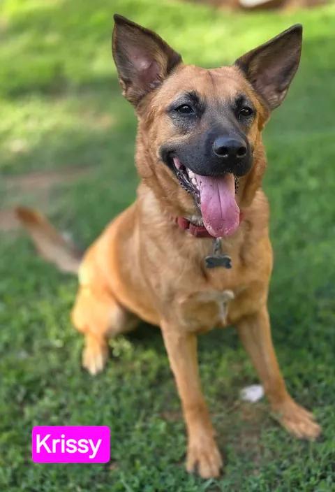 Enlarge Krissy, a Adoptable mixed breed in Greeneville, TN image 3/6