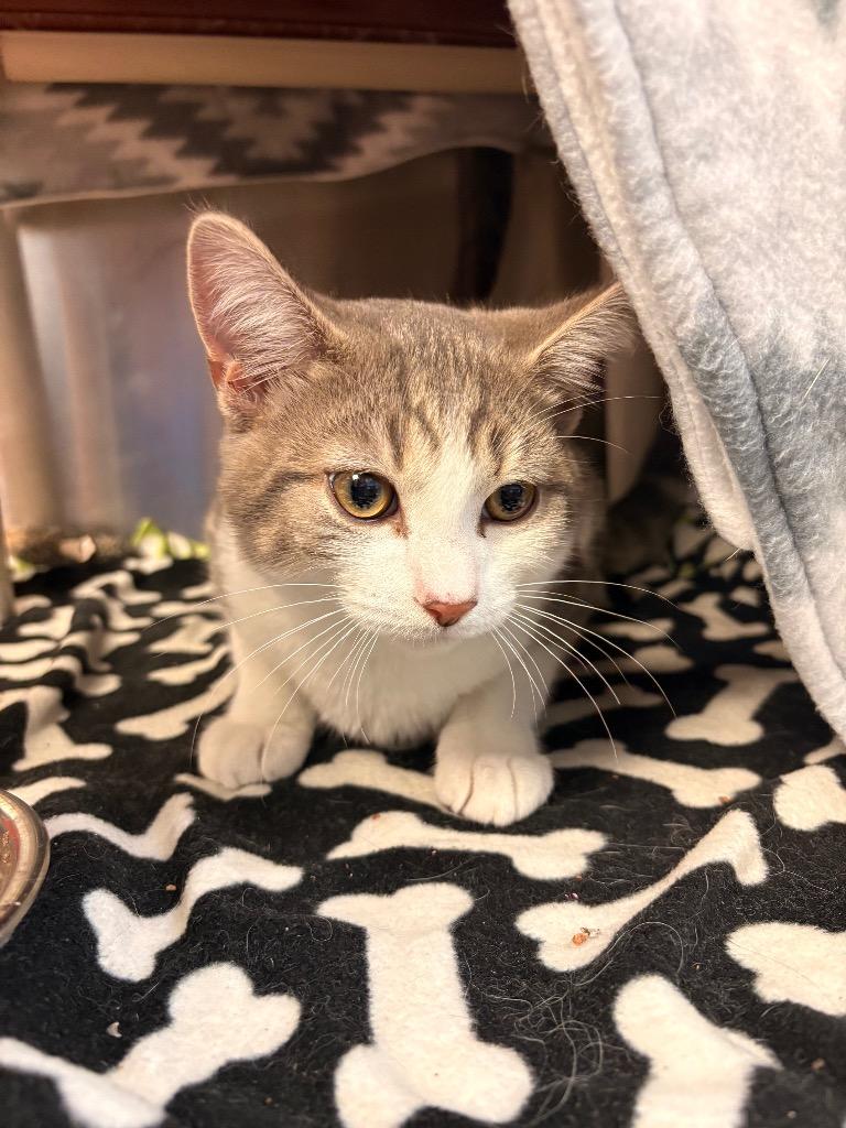 Cosmo, Adoptable, Kitten Male Domestic Short Hair.