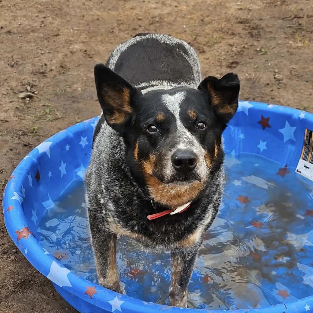 Rip, Adoptable, Senior Male Australian Cattle Dog / Blue Heeler.
