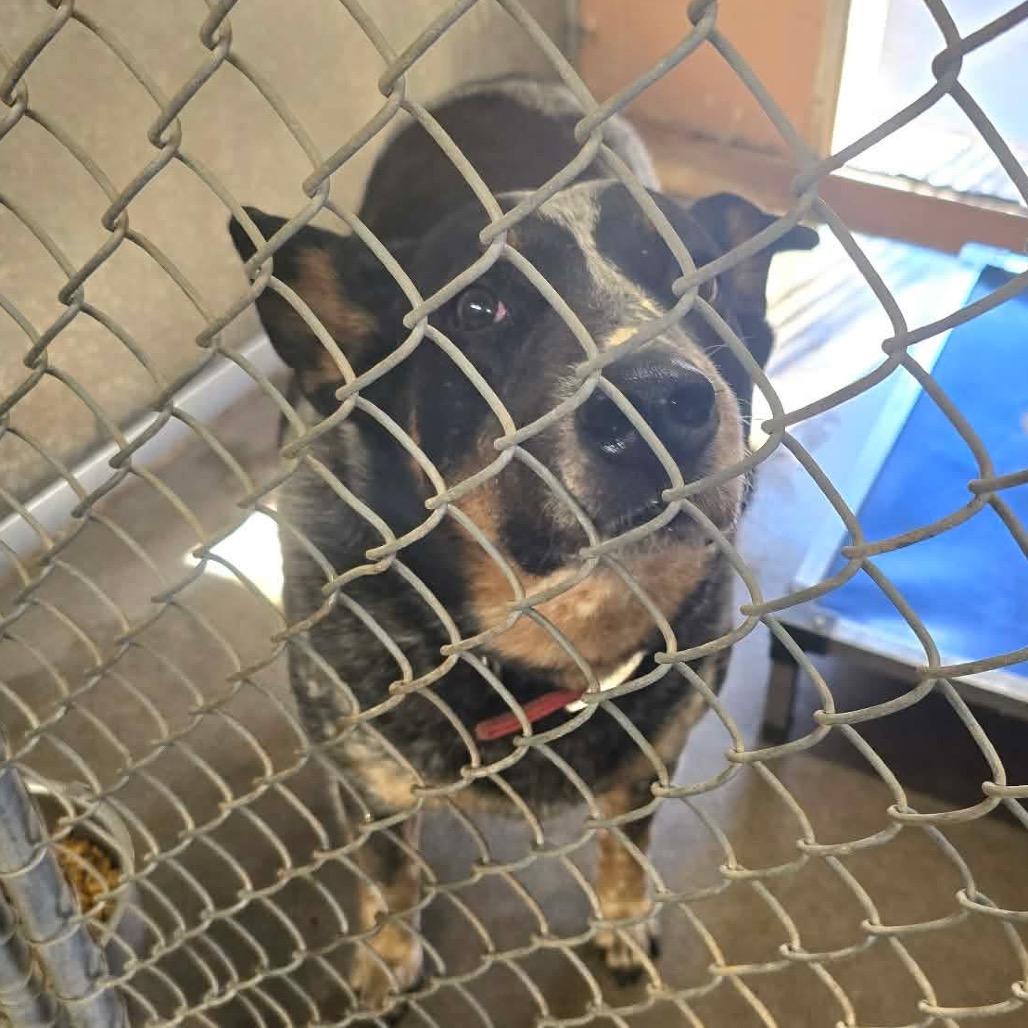 Enlarge Rip, a Adoptable Australian Cattle Dog / Blue Heeler in Sand Springs, OK image 1/4