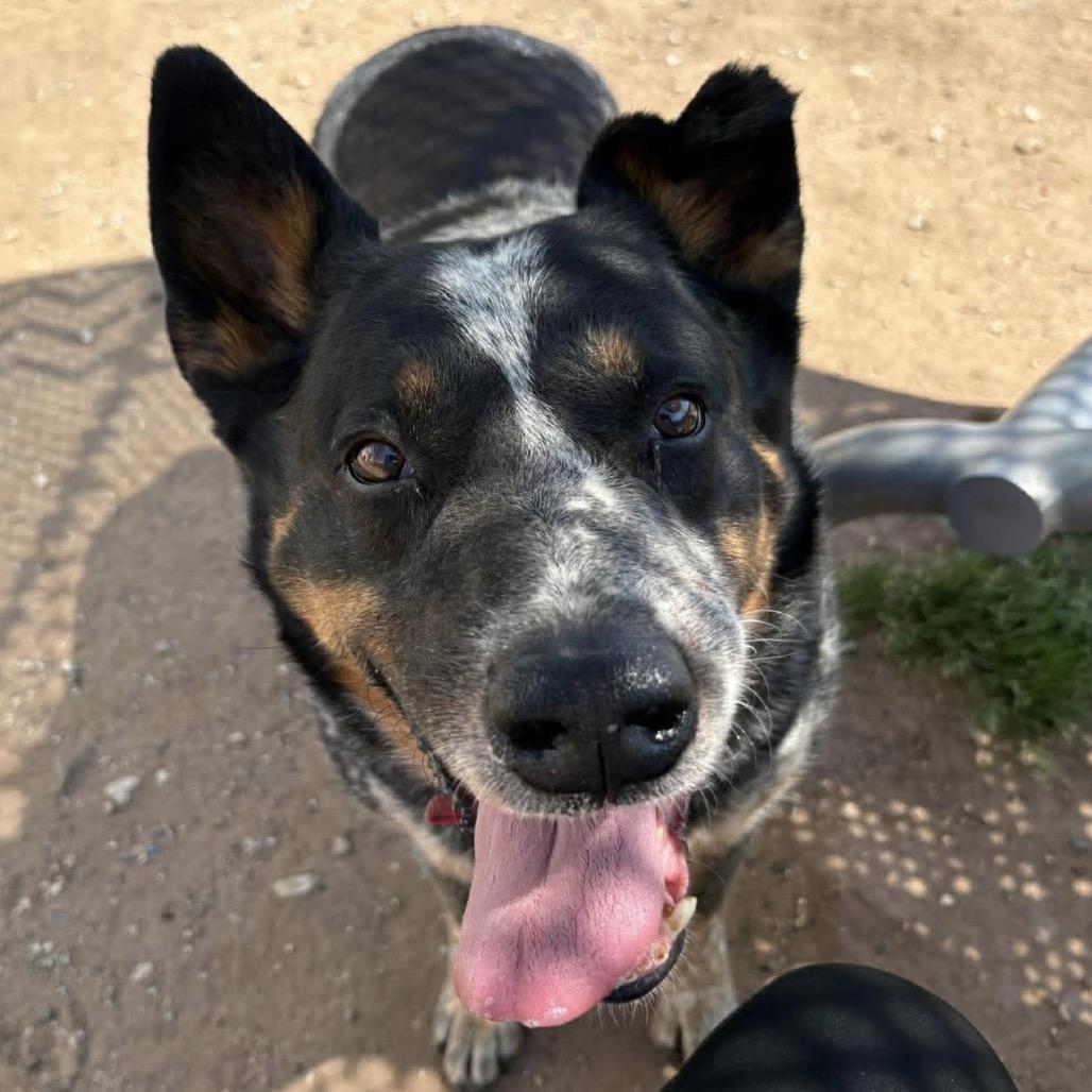 Enlarge Rip, a Adoptable Australian Cattle Dog / Blue Heeler in Sand Springs, OK image 2/6