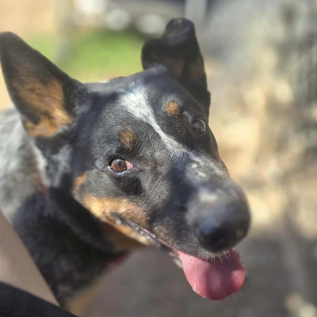 Enlarge Rip, a Adoptable Australian Cattle Dog / Blue Heeler in Sand Springs, OK image 2/4