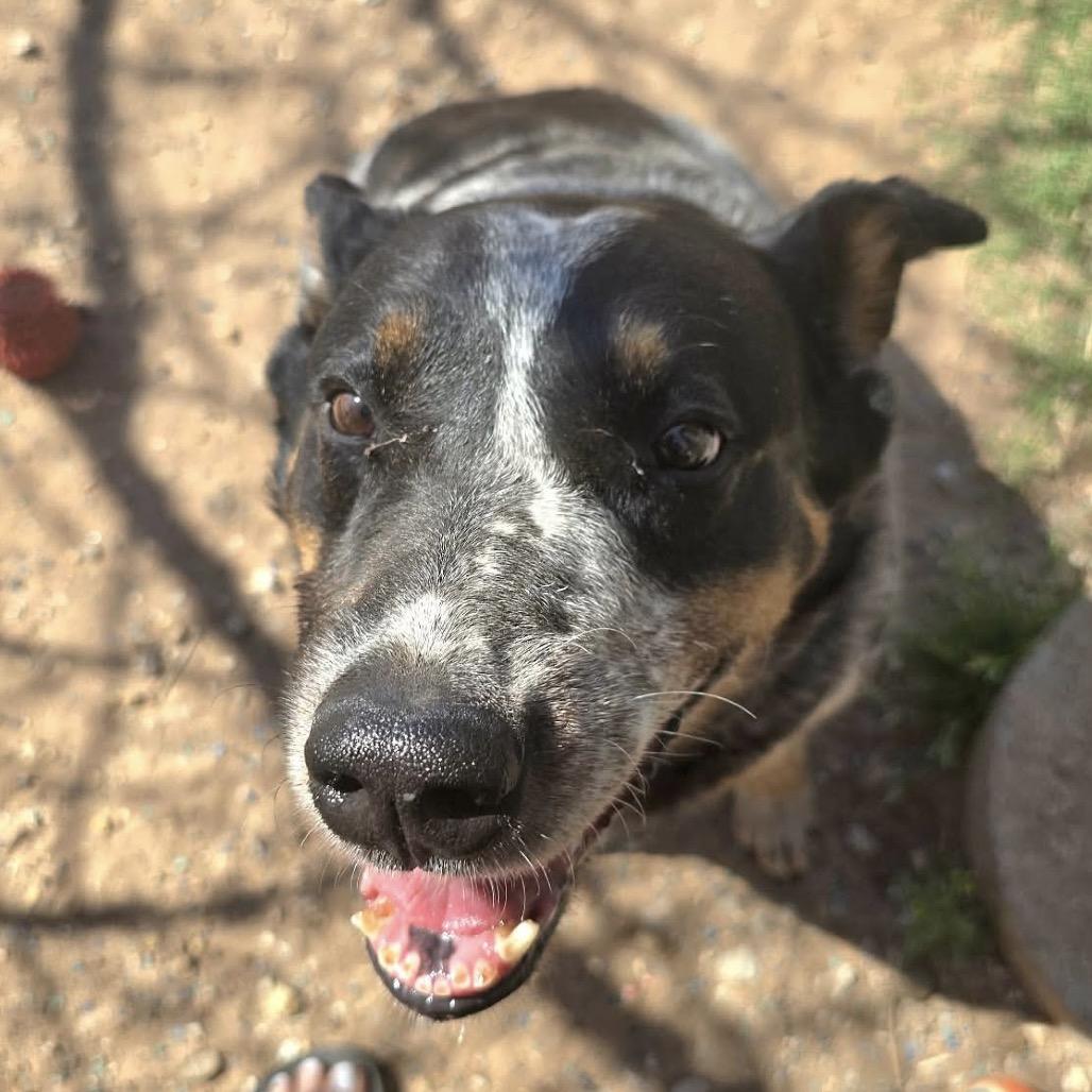 Enlarge Rip, a Adoptable Australian Cattle Dog / Blue Heeler in Sand Springs, OK image 3/4
