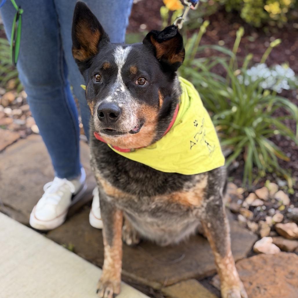 Enlarge Rip, a Adoptable Australian Cattle Dog / Blue Heeler in Sand Springs, OK image 3/6