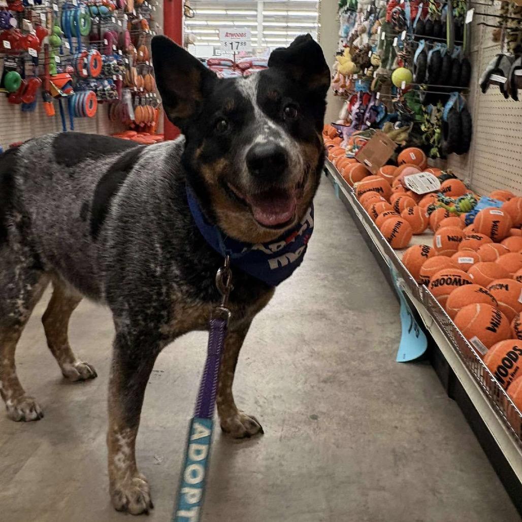 Enlarge Rip, a Adoptable Australian Cattle Dog / Blue Heeler in Sand Springs, OK image 4/6