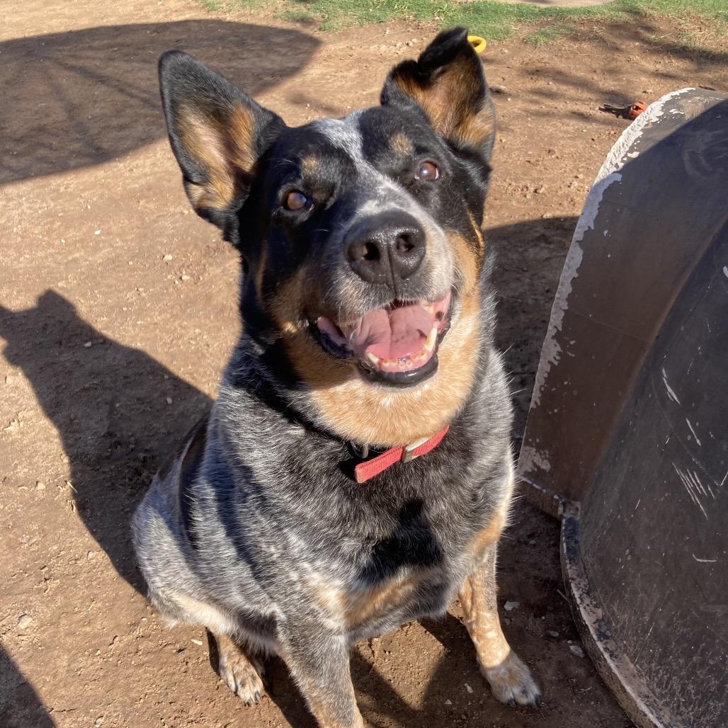 Enlarge Rip, a Adoptable Australian Cattle Dog / Blue Heeler in Sand Springs, OK image 5/6