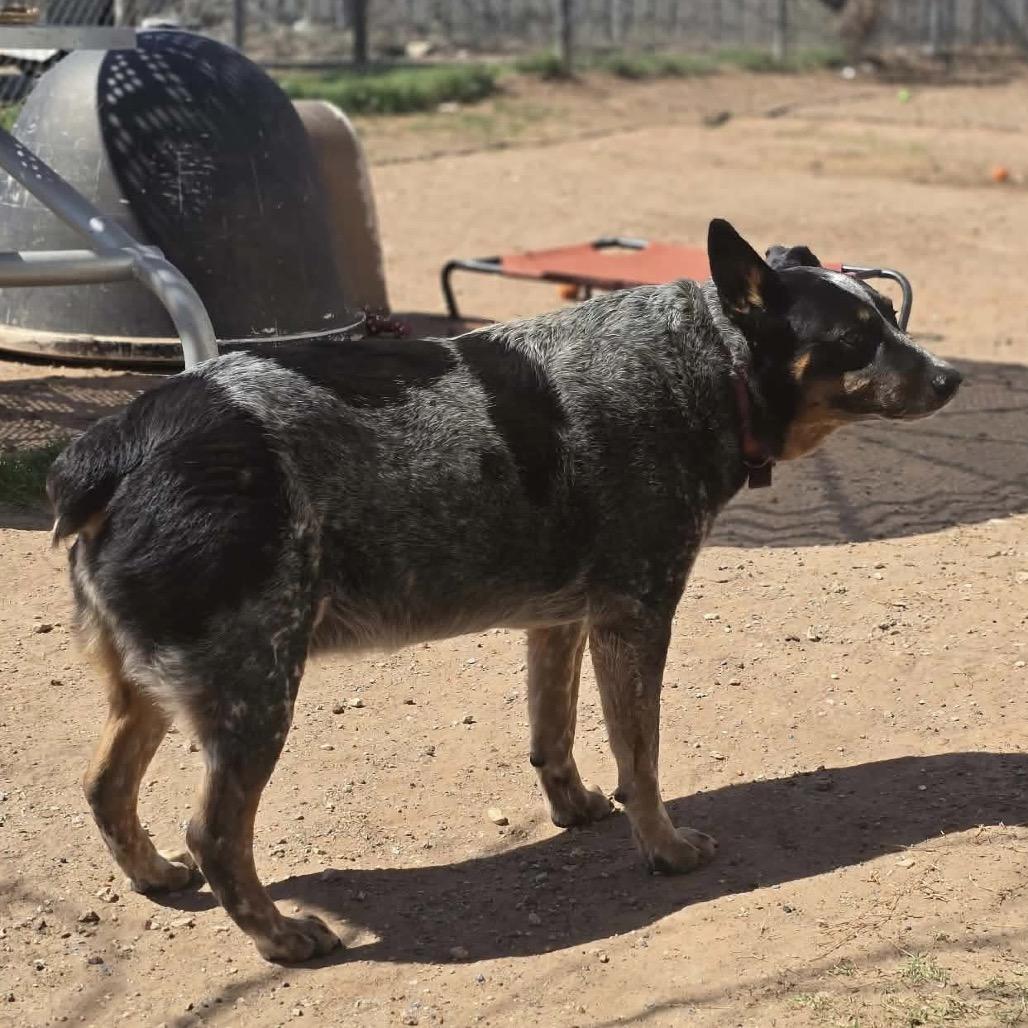 Enlarge Rip, a Adoptable Australian Cattle Dog / Blue Heeler in Sand Springs, OK image 4/4