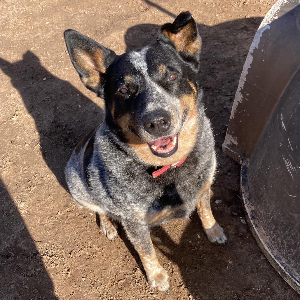 Enlarge Rip, a Adoptable Australian Cattle Dog / Blue Heeler in Sand Springs, OK image 6/6