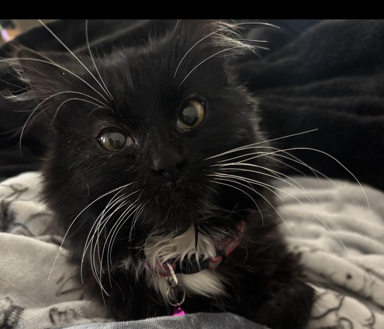 Daisy Mae, Adoptable, Young Female Domestic Medium Hair.