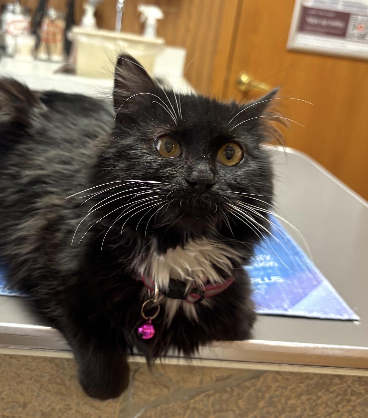 Enlarge Daisy Mae, a Adoptable mixed breed in Lockport, IL image 2/4