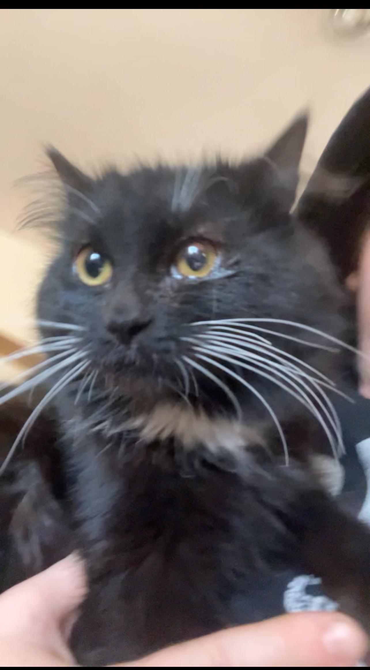 Enlarge Daisy Mae, a Adoptable mixed breed in Lockport, IL image 3/4