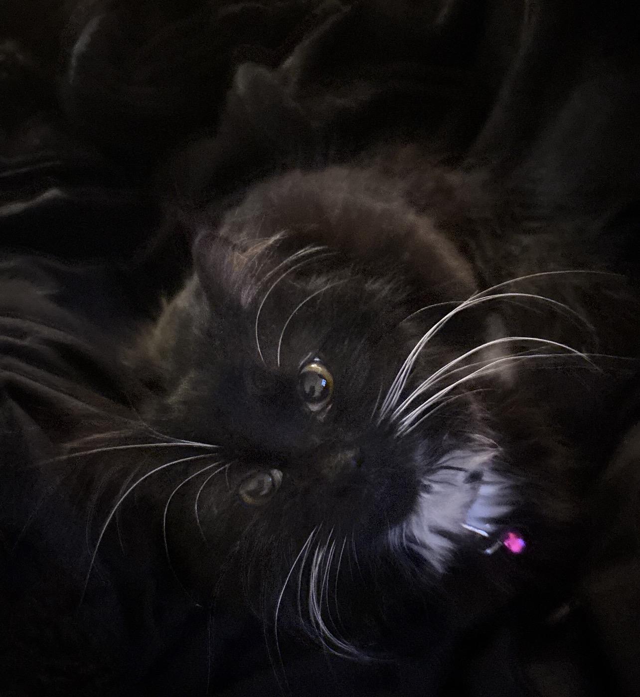 Enlarge Daisy Mae, a Adoptable mixed breed in Lockport, IL image 4/4