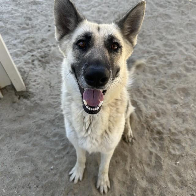 MISSY, Adoptable, Adult Female German Shepherd Dog.