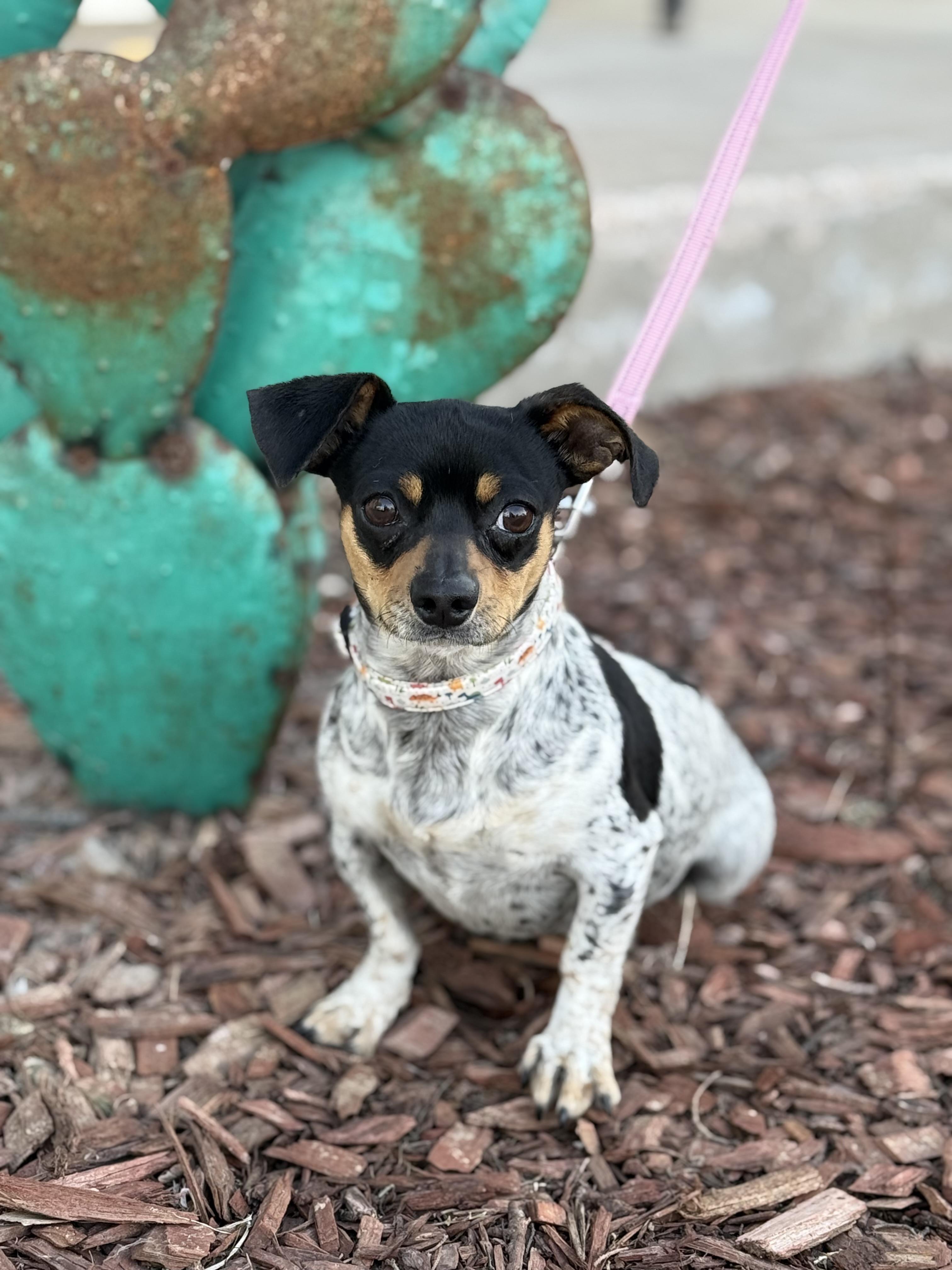 Enlarge Theodore, an adopted Chihuahua in Ferndale, WA image 2/5