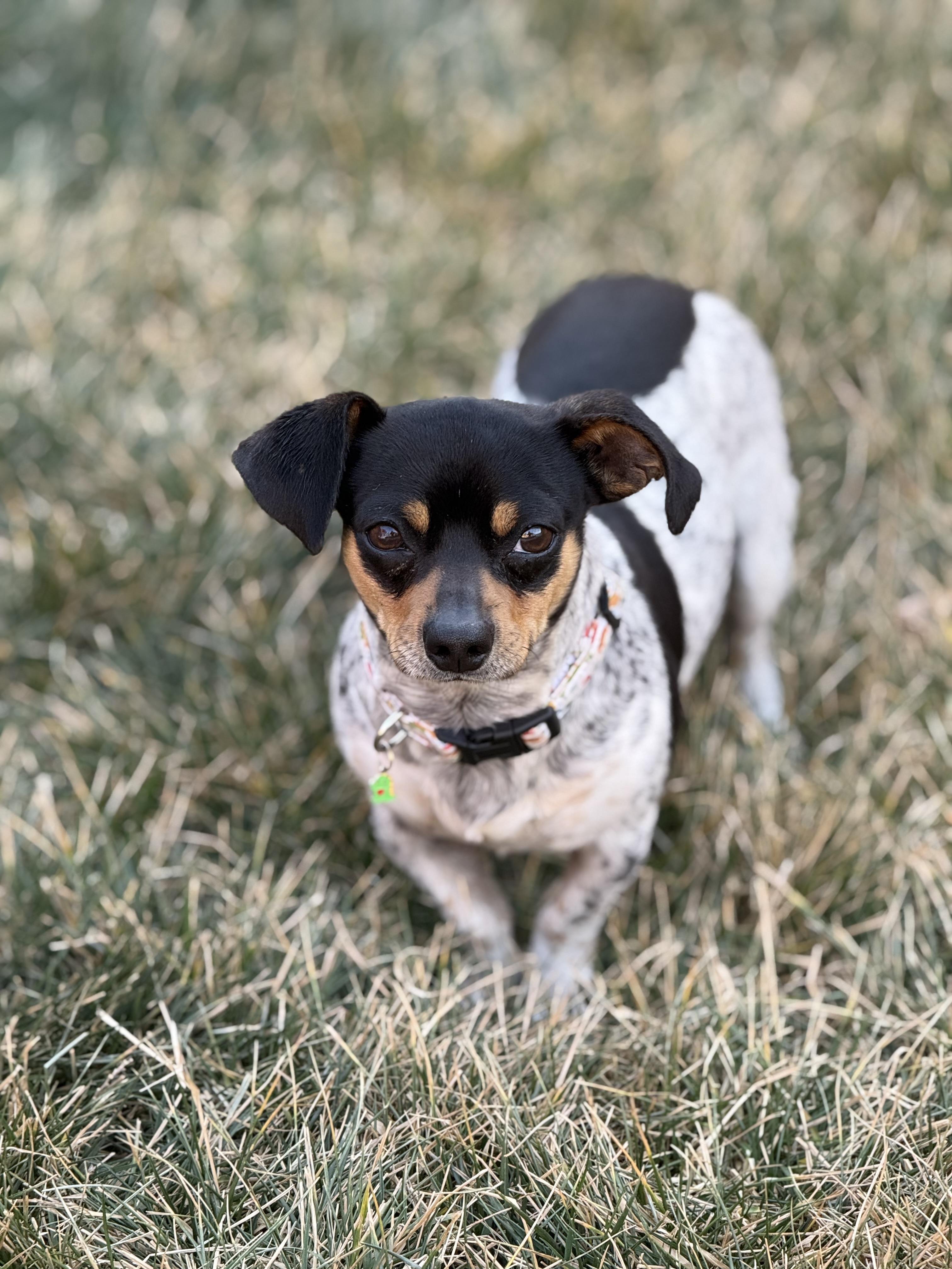 Enlarge Theodore, an adopted Chihuahua in Ferndale, WA image 3/5