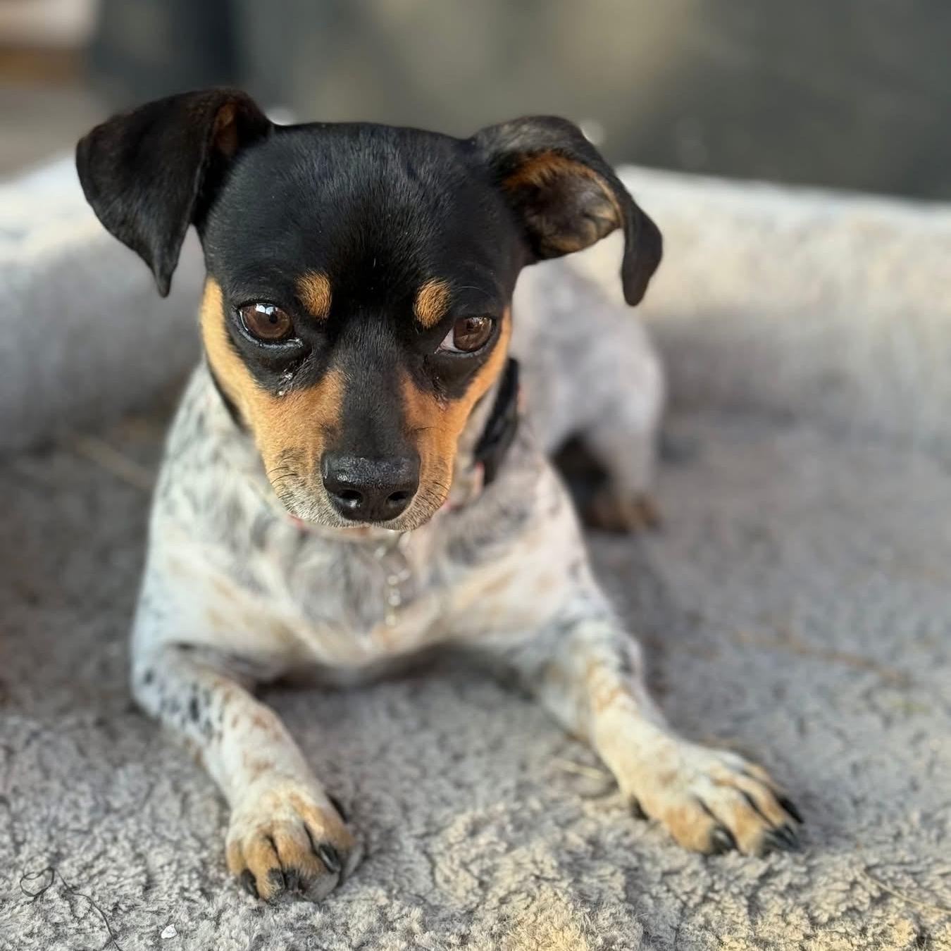 Theodore, ADOPTABLE, Young Male Chihuahua.