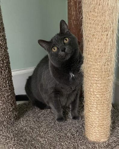 Anabel, Adoptable, Adult Female Russian Blue.