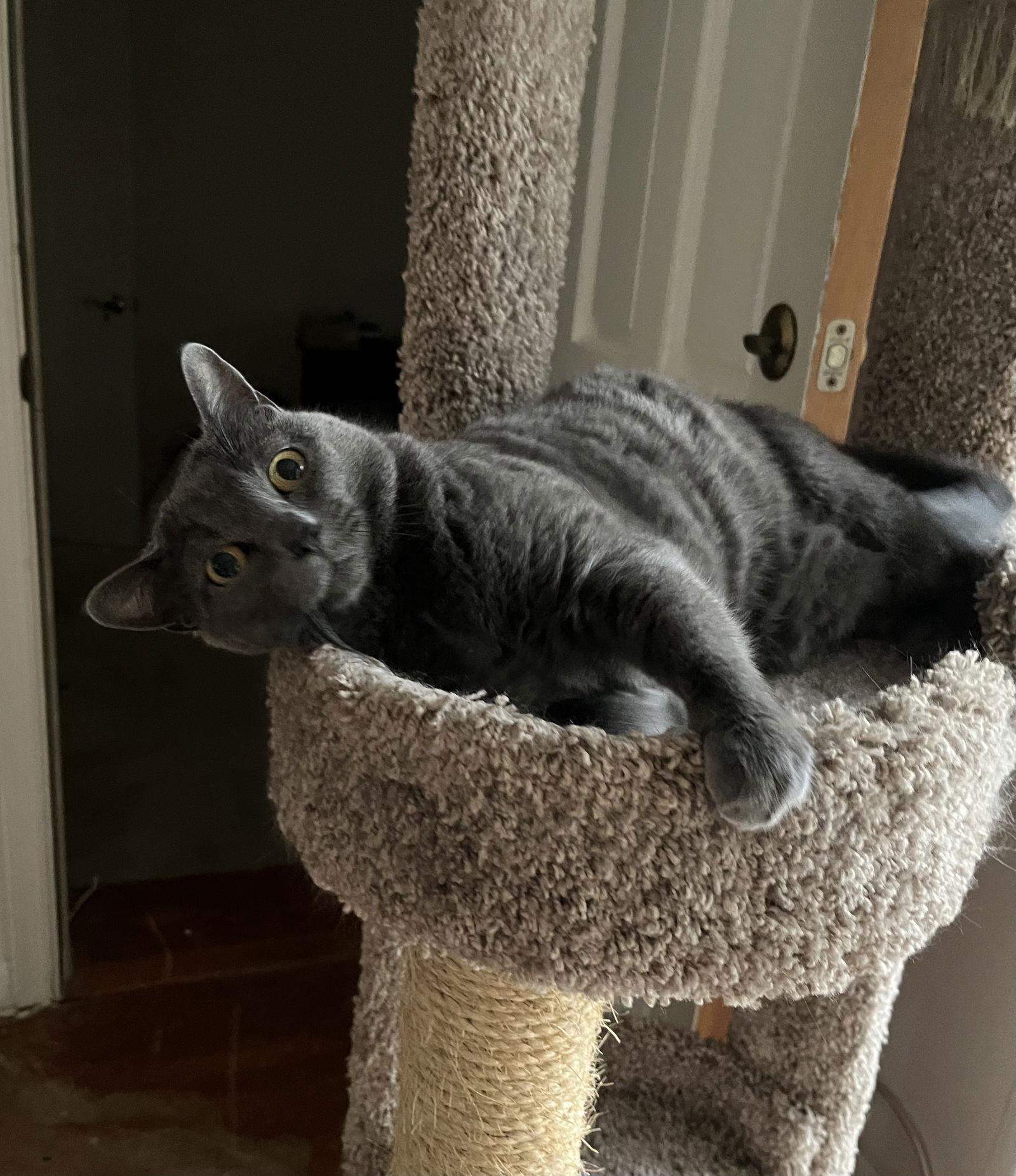 Enlarge Anabel, a Adoptable Russian Blue in West Palm Beach, FL image 2/3