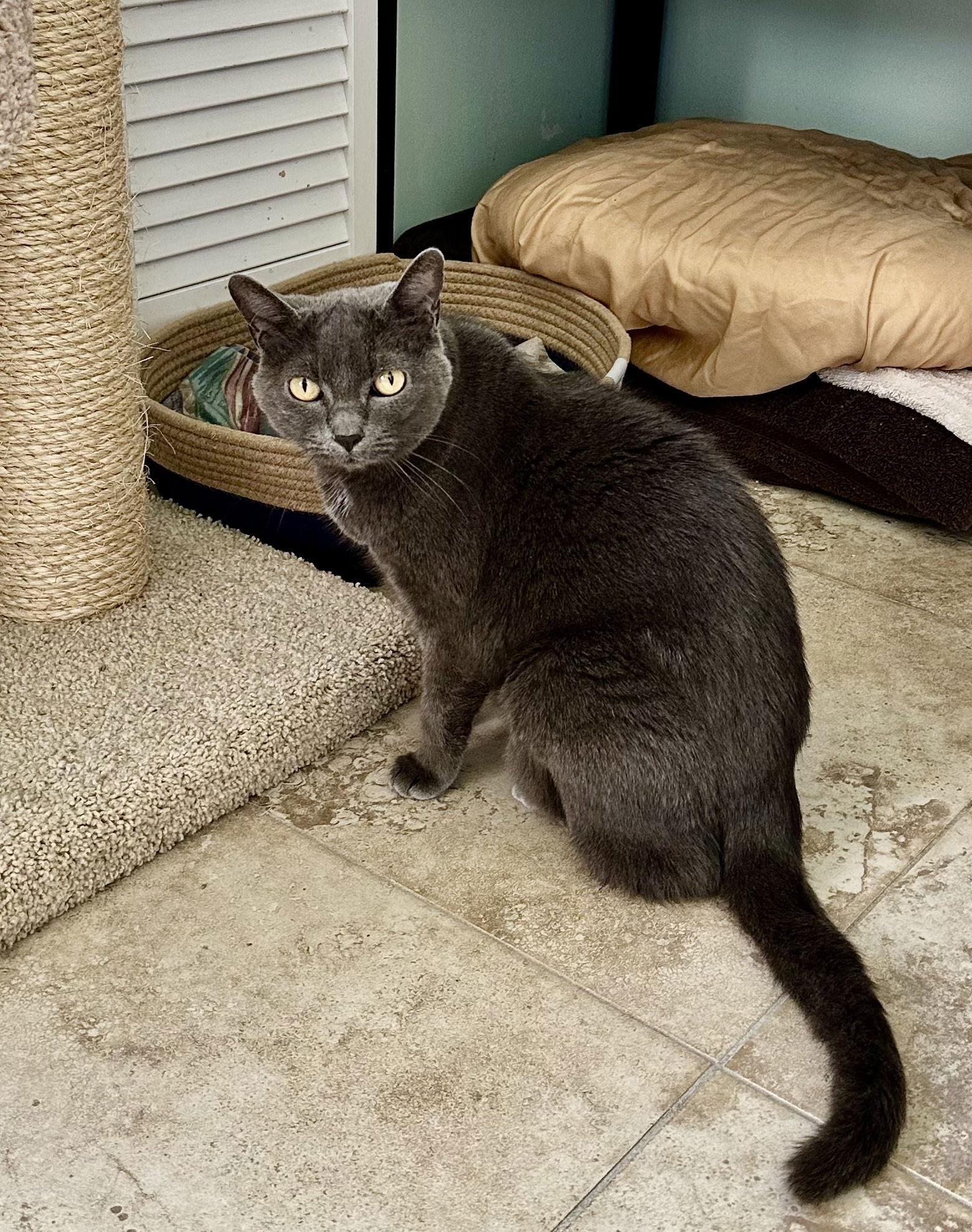 Enlarge Anabel, a Adoptable Russian Blue in West Palm Beach, FL image 3/3