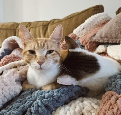 Zelda - bonded with Link, Adoptable, Kitten Female Domestic Short Hair.