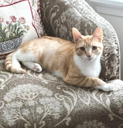 Zelda - bonded with Link, a Adoptable Domestic Short Hair in Philadelphia, PA image 4/6