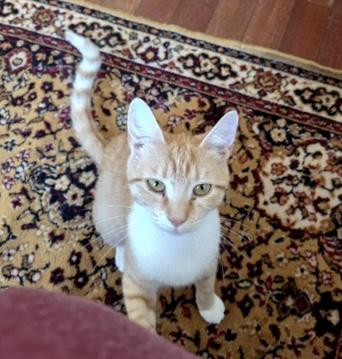Zelda - bonded with Link, a Adoptable Domestic Short Hair in Philadelphia, PA image 2/6