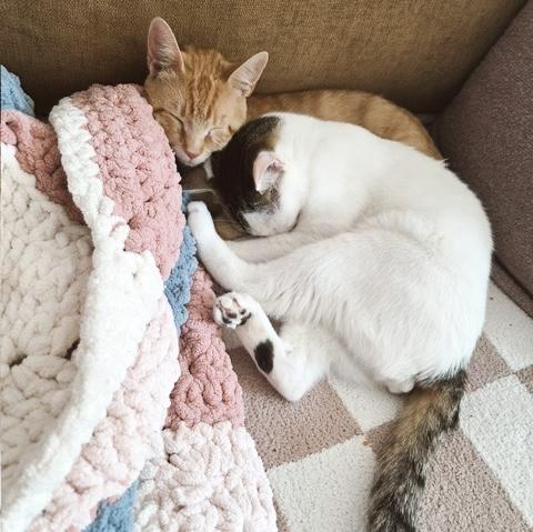 Zelda - bonded with Link, a Adoptable Domestic Short Hair in Philadelphia, PA image 6/6