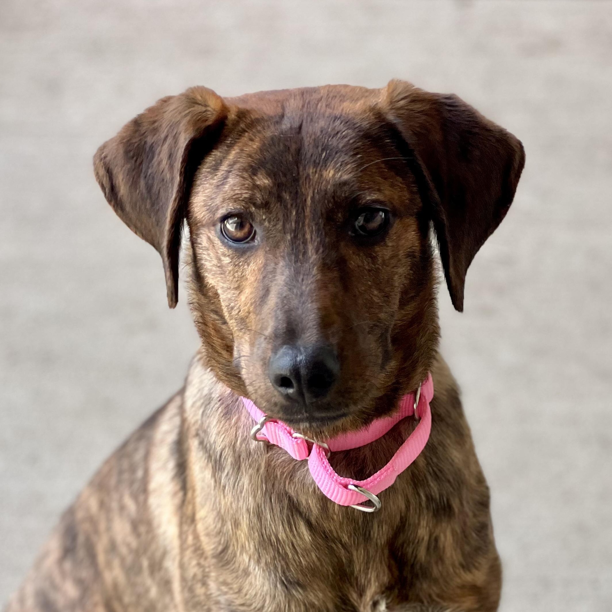 Enlarge Breezy, a ADOPTABLE mixed breed in Monroe, OH image 1/6