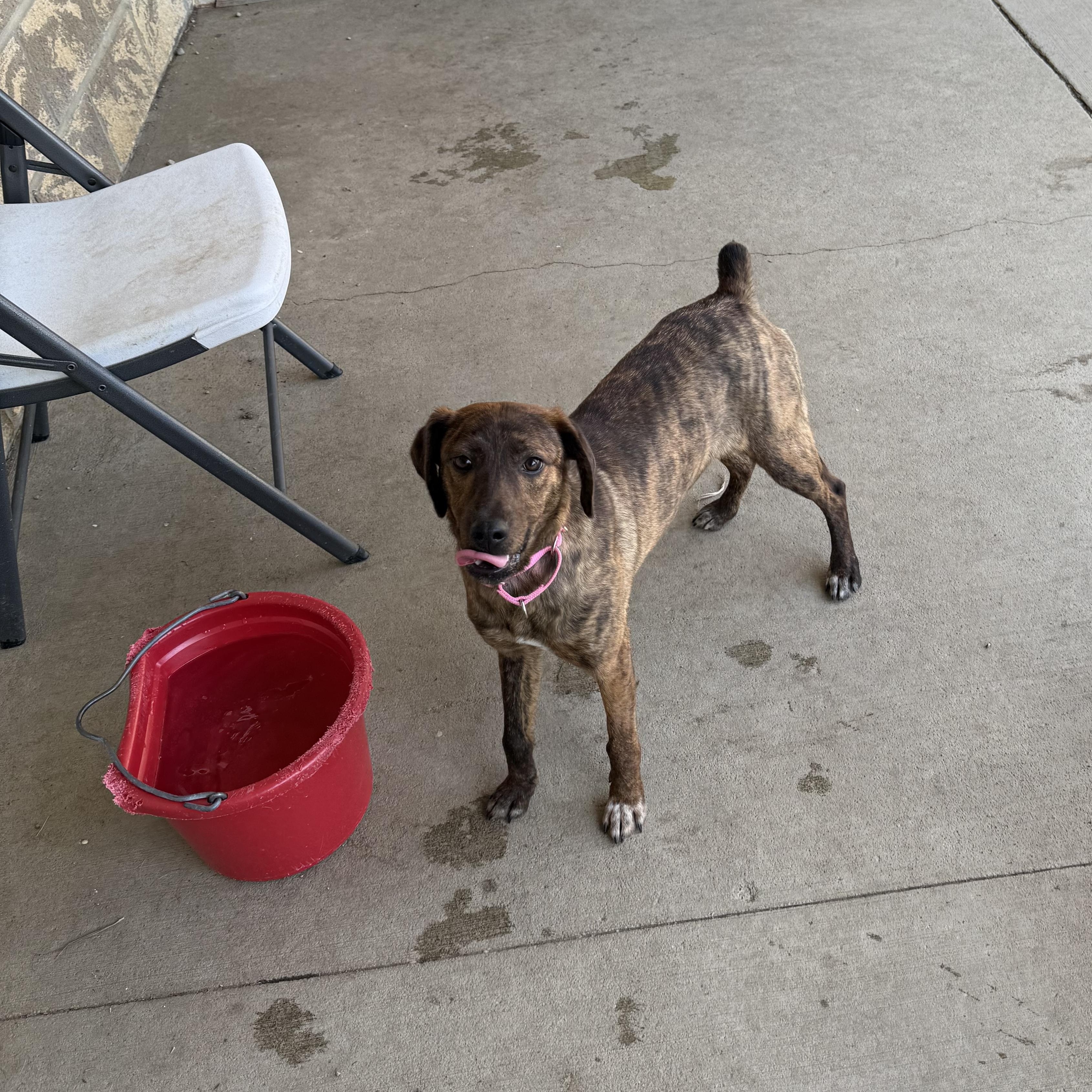 Enlarge Breezy, a ADOPTABLE mixed breed in Monroe, OH image 5/6