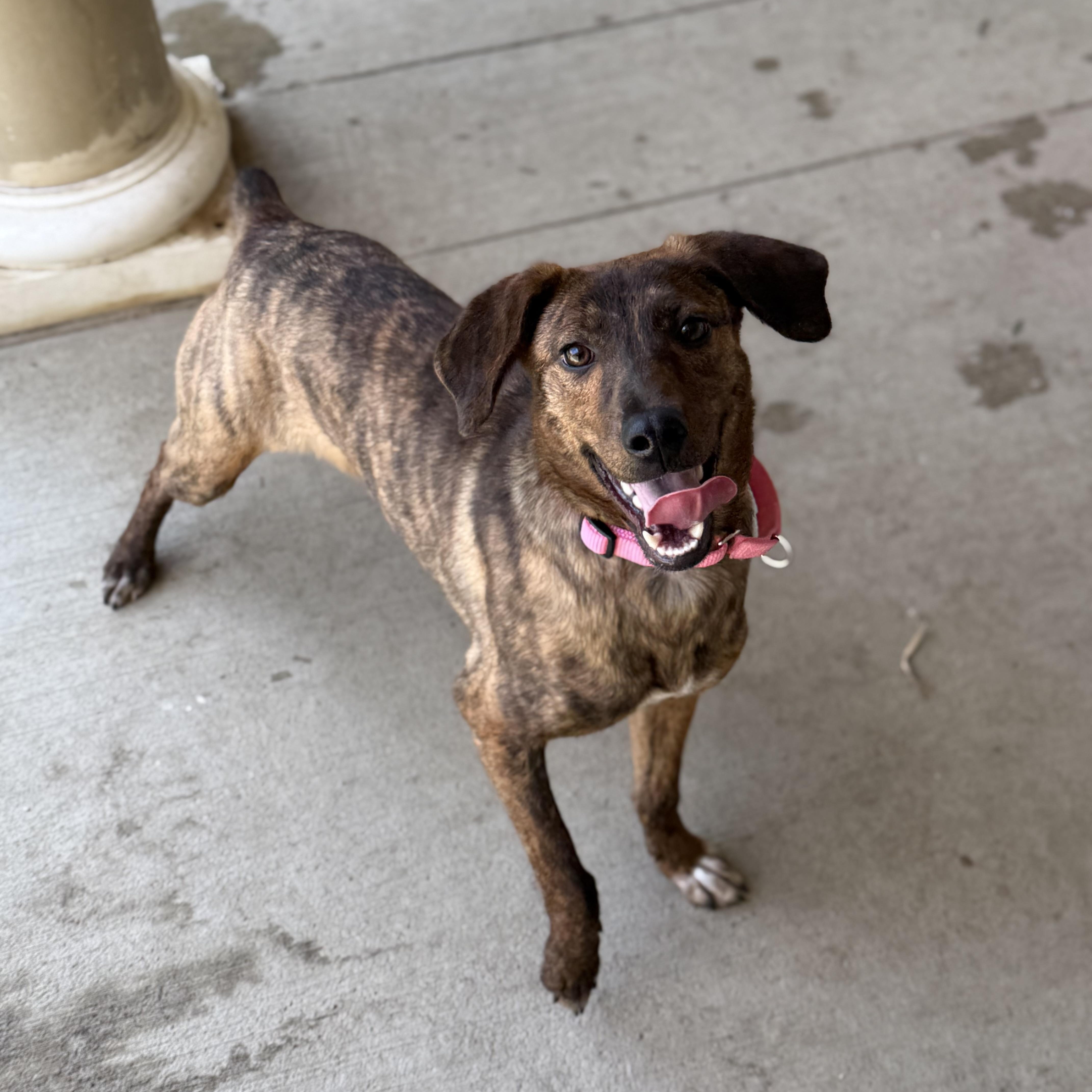 Enlarge Breezy, a ADOPTABLE mixed breed in Monroe, OH image 6/6