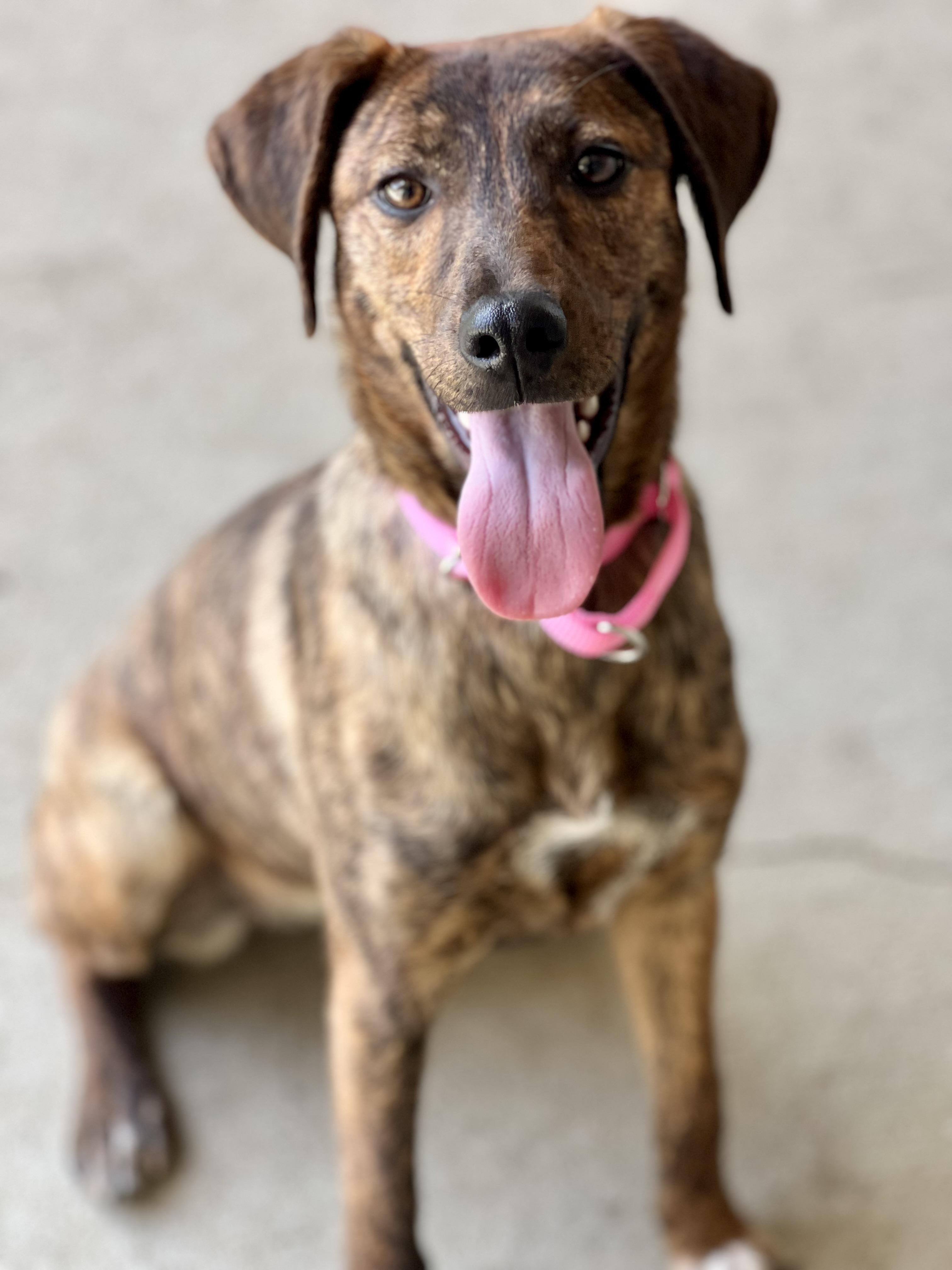 Enlarge Breezy, a ADOPTABLE mixed breed in Monroe, OH image 3/6