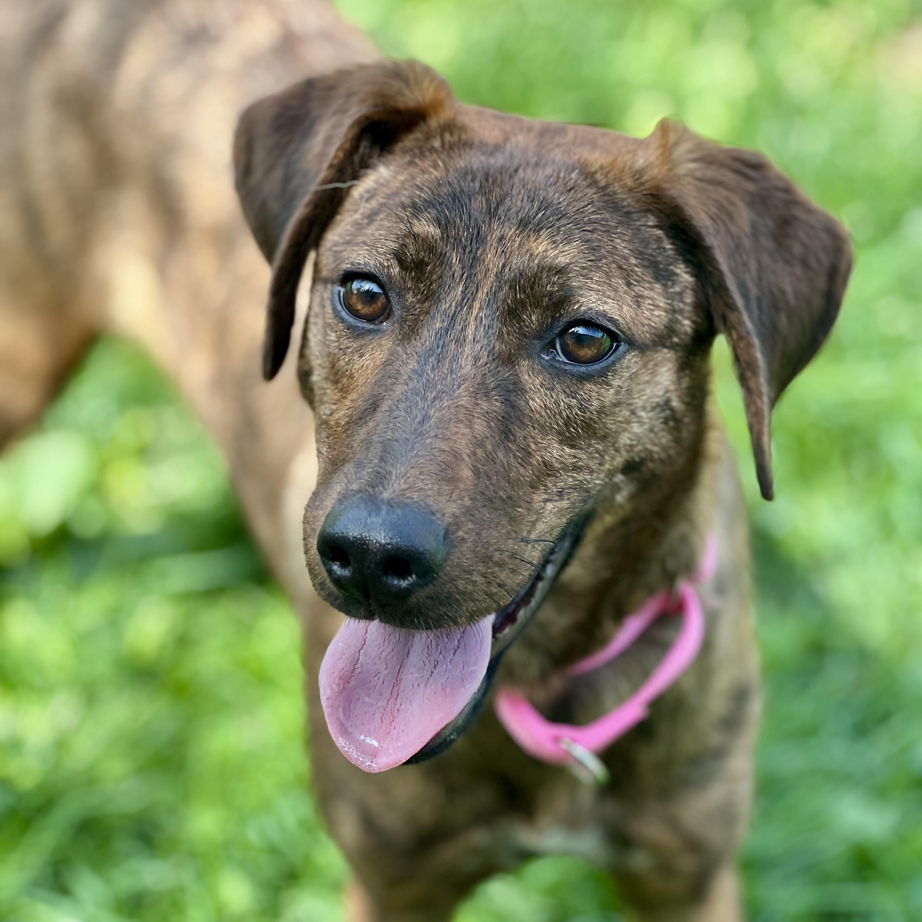 Enlarge Breezy, a ADOPTABLE mixed breed in Monroe, OH image 4/6