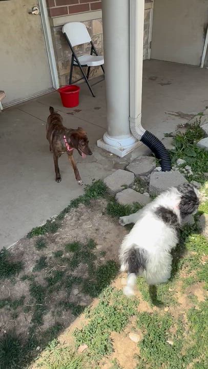 Enlarge Breezy, a ADOPTABLE mixed breed in Monroe, OH video 2/6