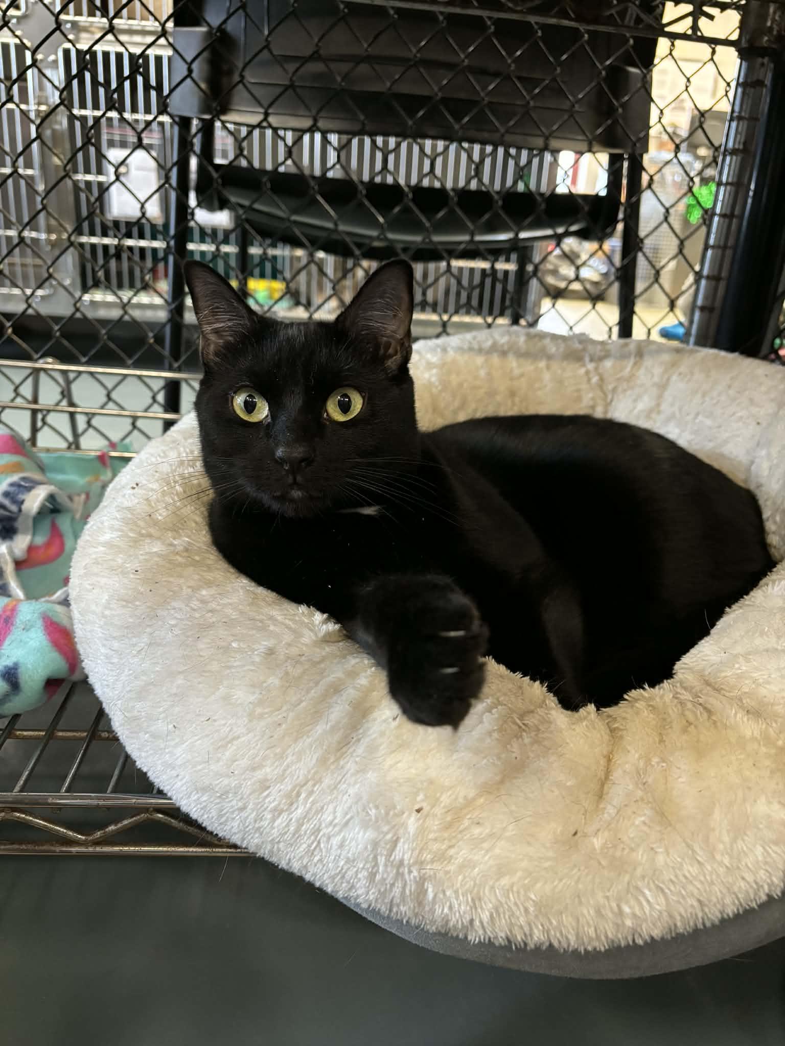 Enlarge Salome , a ADOPTABLE mixed breed in Old Bridge, NJ image 1/1